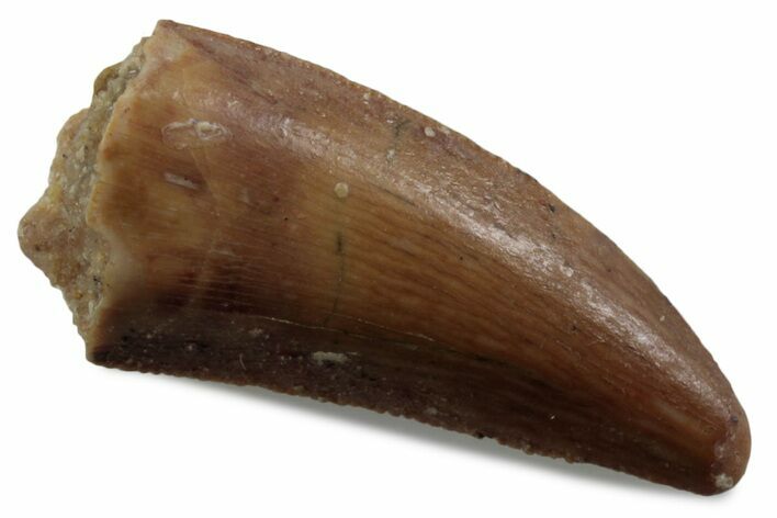 Serrated Raptor Tooth - Real Dinosaur Tooth #376381